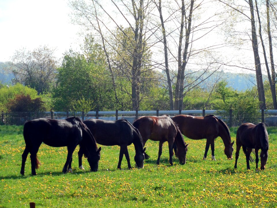 Pasture animal mane