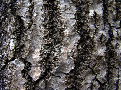 Texture birch bark rough birch bark