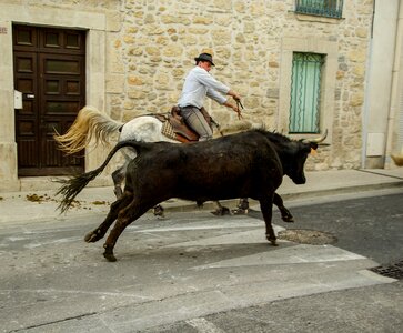 Bulls gardians village festival
