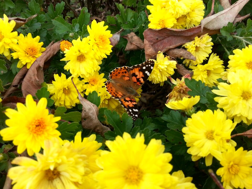 Chrysanthemum flower spring flowers butterfly