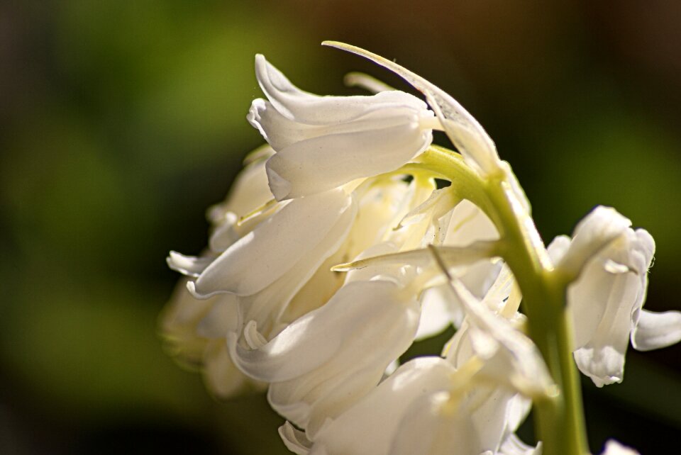 White bell sweetness