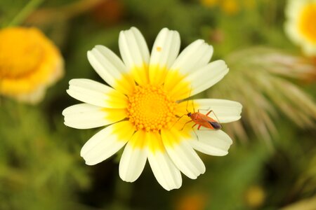 Salento white yellow