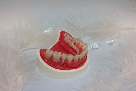 Tooth replacement tooth dental technician