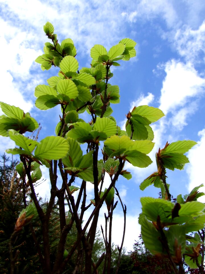 Nature foliage plant