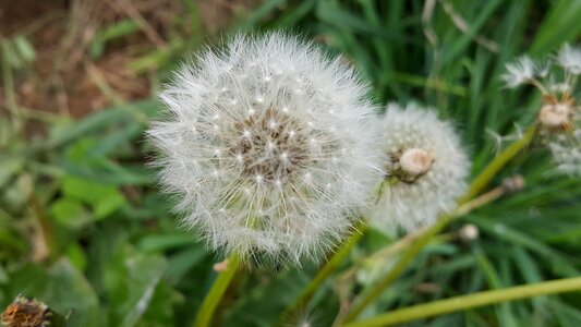 Dandelion dandelion seeds dandelion flower photo