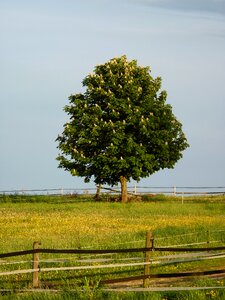 Bloom tree buckeye photo