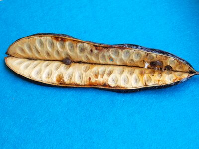 Black bean brazil pod