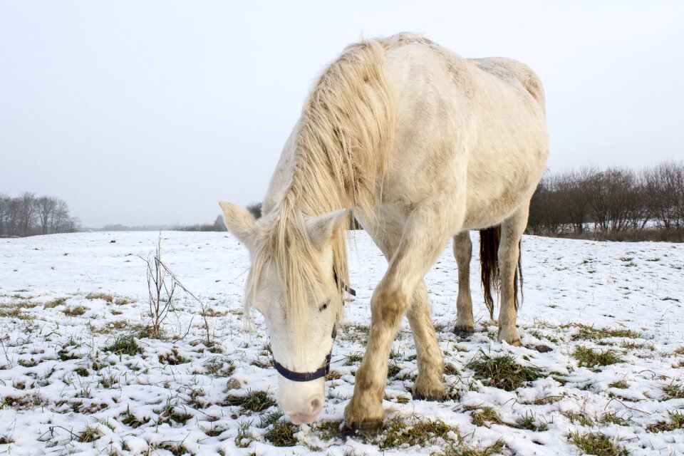 Horse white grasses