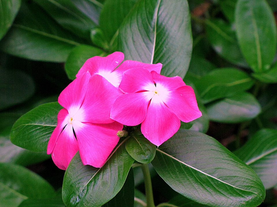 Nature macro blossom