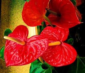 Flamingo flower red flower house plant