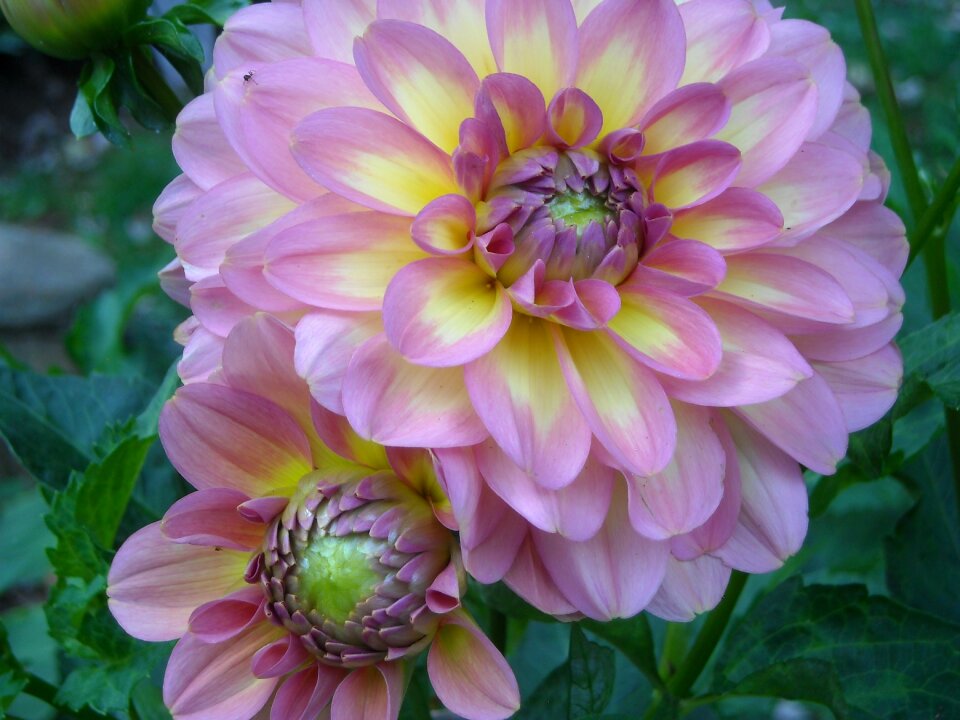 Petal nature blossom