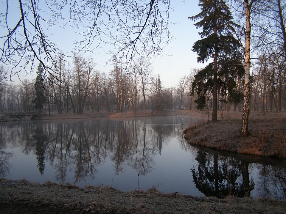 Trees forest woods