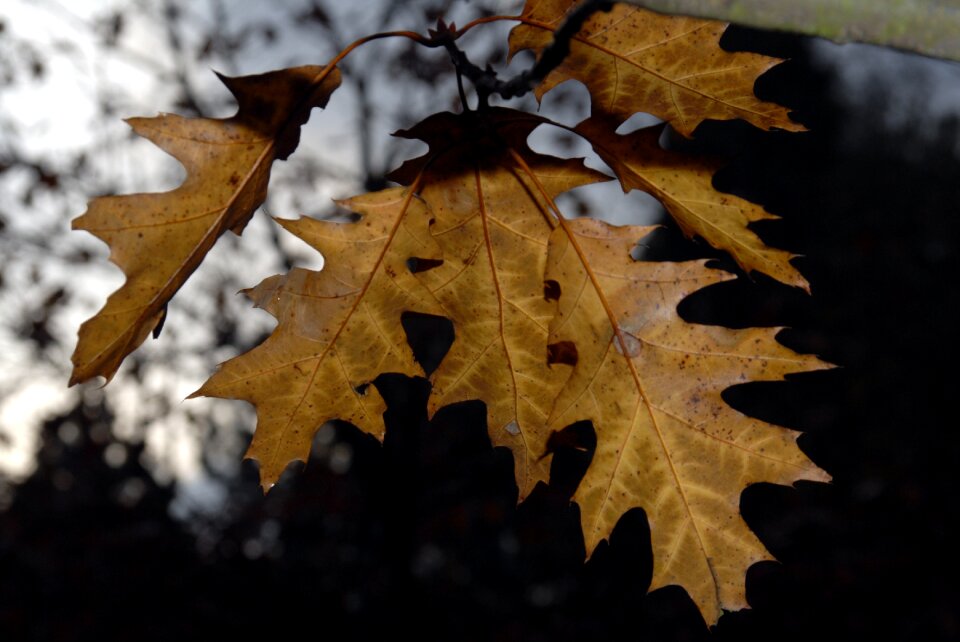 Trees forest golden autumn photo