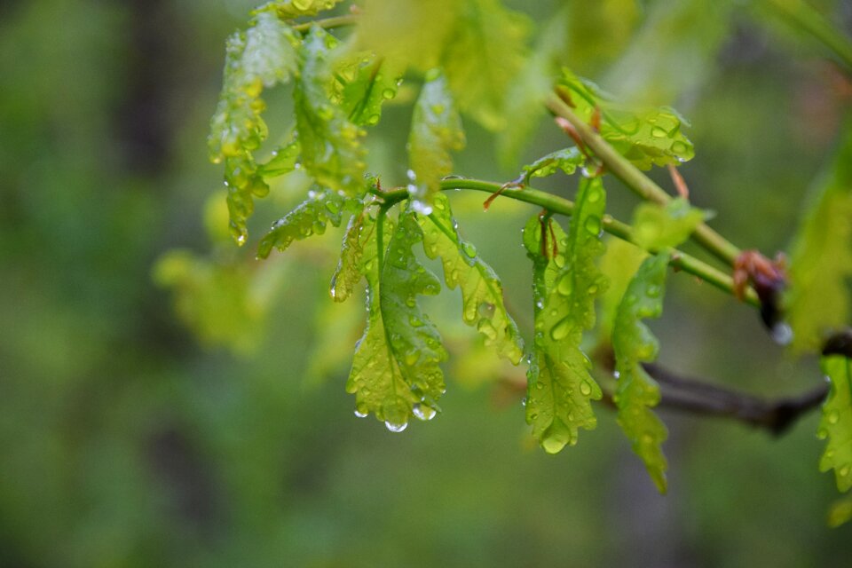 Rain nature drops
