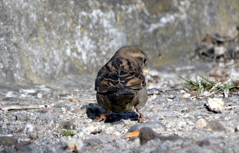 The sparrow nature fauna