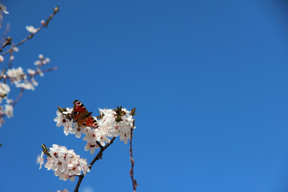 Plant insect nature
