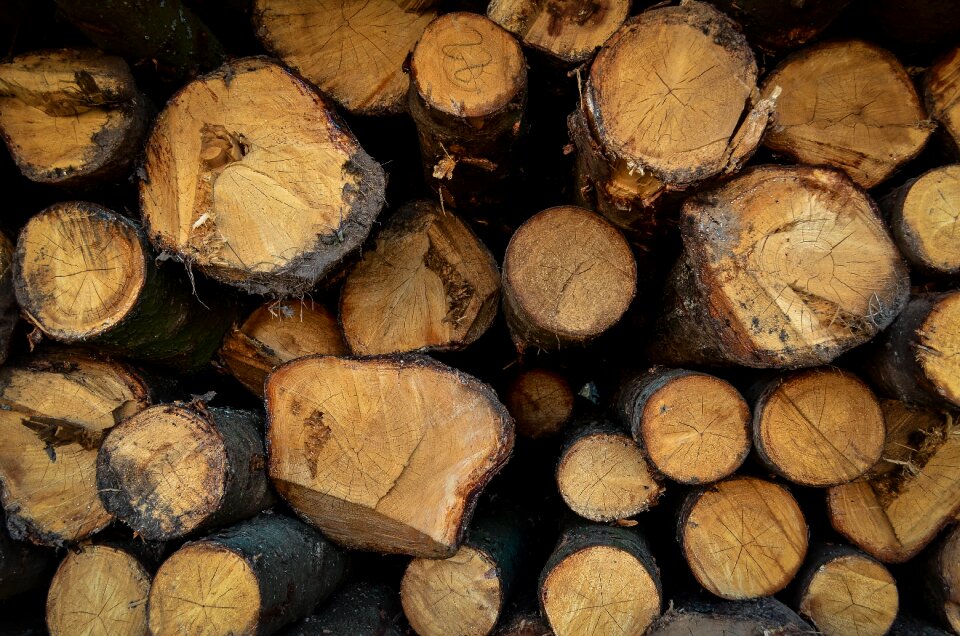 Trees block wood texture