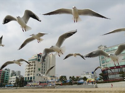 Seagull sea new photo