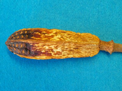 Rhomboidal meliaceae indonesia flower plunger of the mahogany-tree