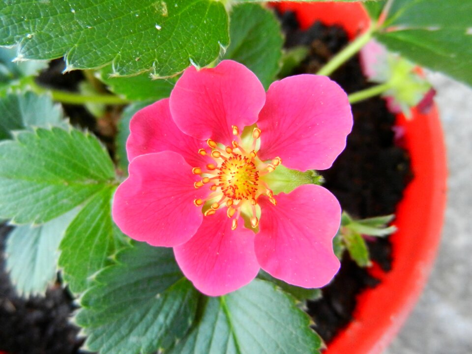 Flower strawberry flower plant