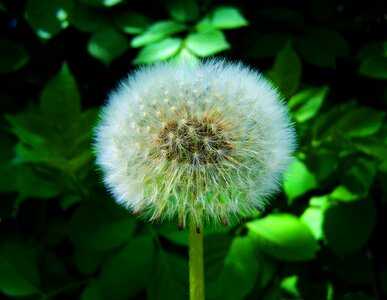 Levirágzott dressing-gown dandelion seeds nature