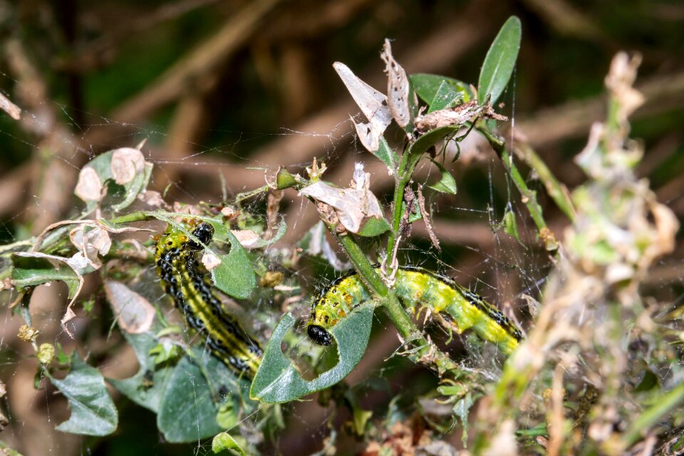Leafes caterpillar larva