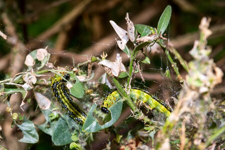 Leafes caterpillar larva