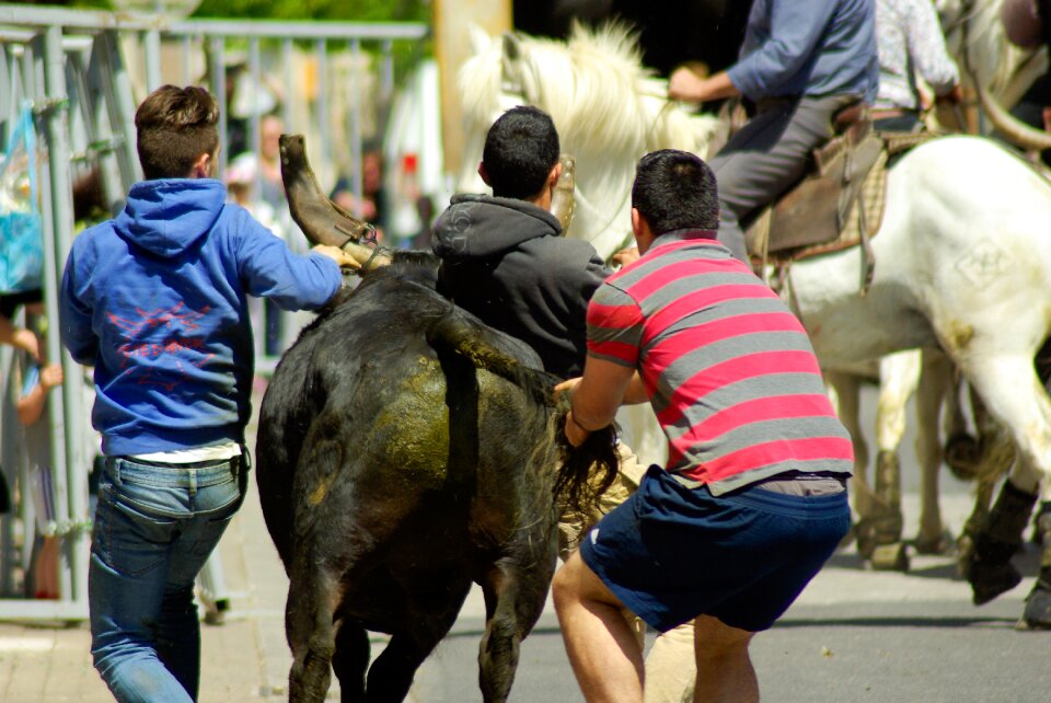 Bulls gardians feria