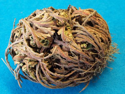 Segalinella lepidophylla mexico resurrection plant