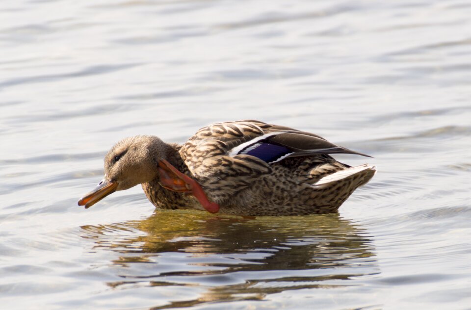 Duck water bird duck bird