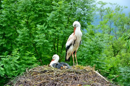 Birds breed stork couple