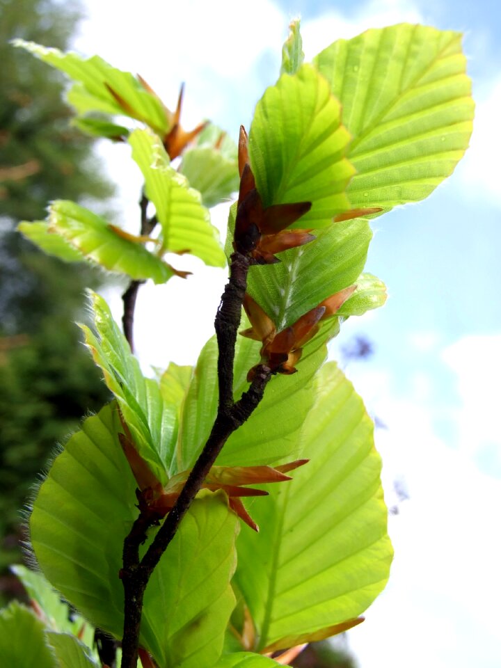 Nature foliage plant