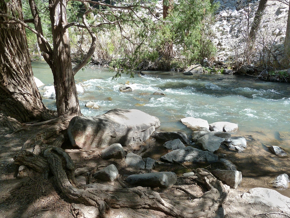 River bed tree roots