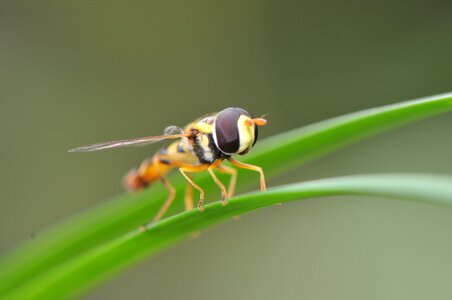 Nature animal summer