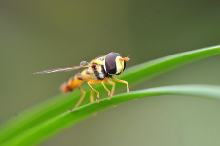 Nature animal summer photo