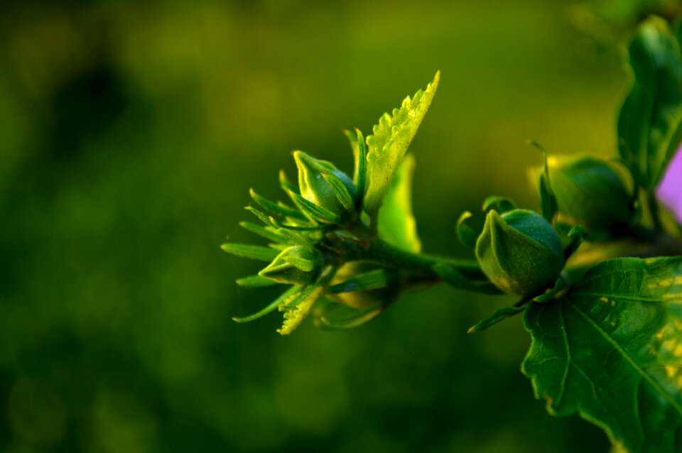 Green bud green leaf