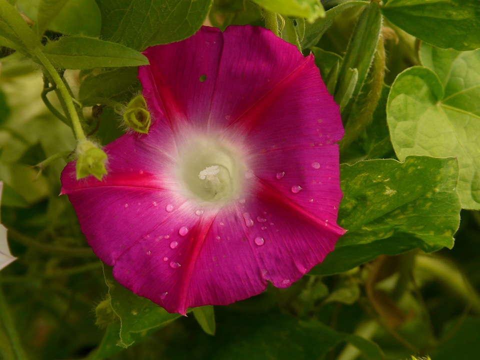 Winds wind greenhouse convolvulaceae