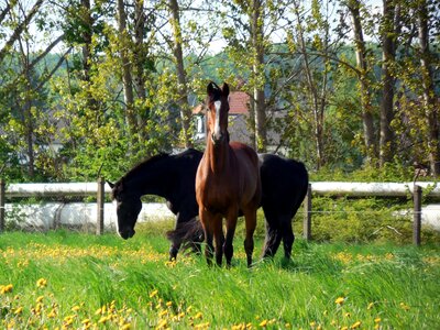Graceful mane ride