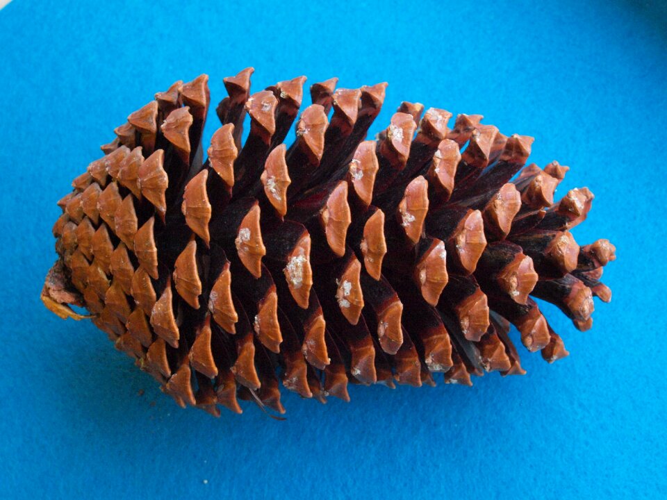 Maritime pine star pine hedgehog pine