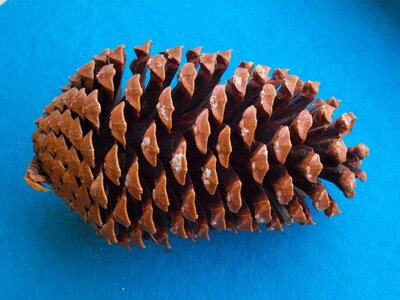 Maritime pine star pine hedgehog pine