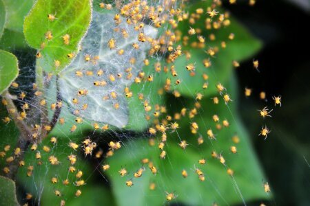 Cobweb ivy spider webs photo