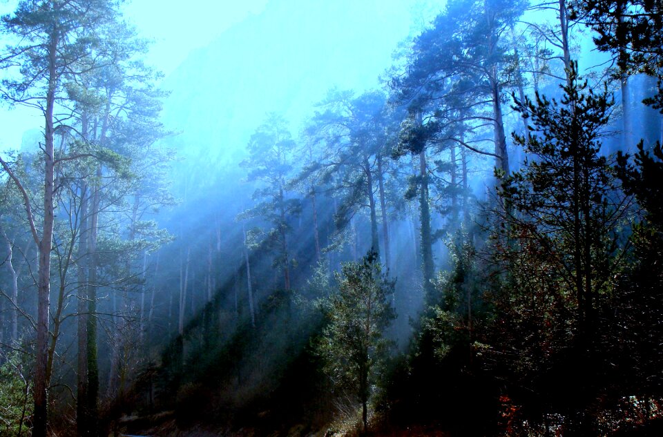 Trees nature park