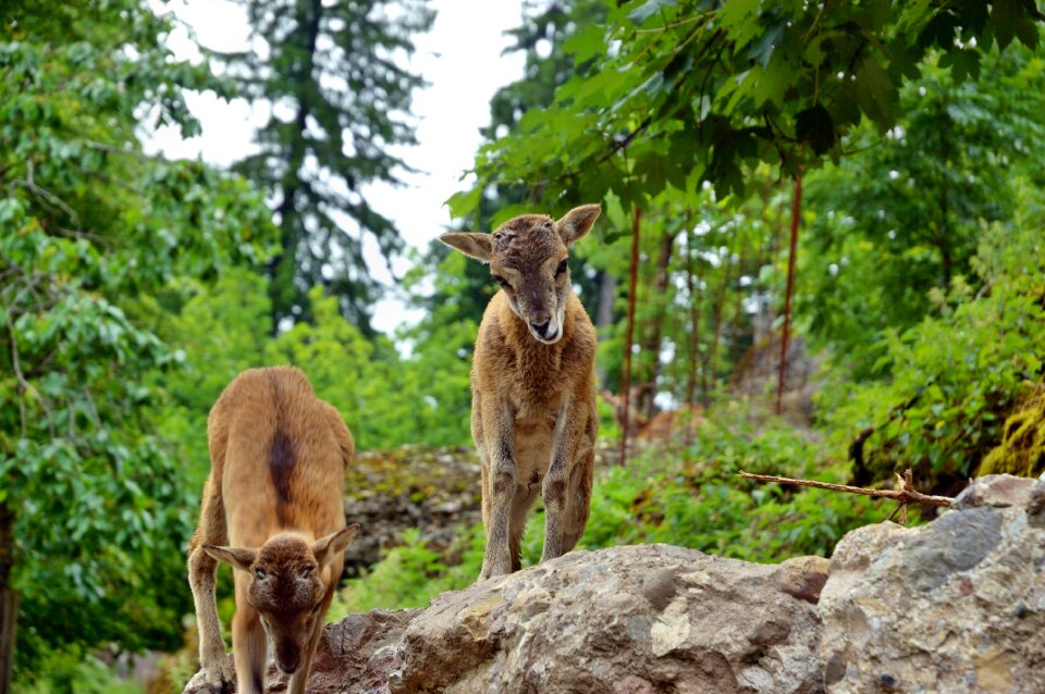 Forest red deer young photo