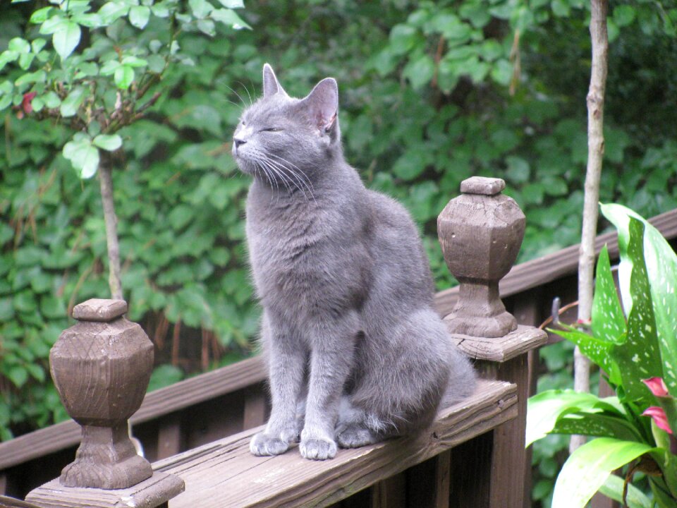 Russian blue cat gray cat