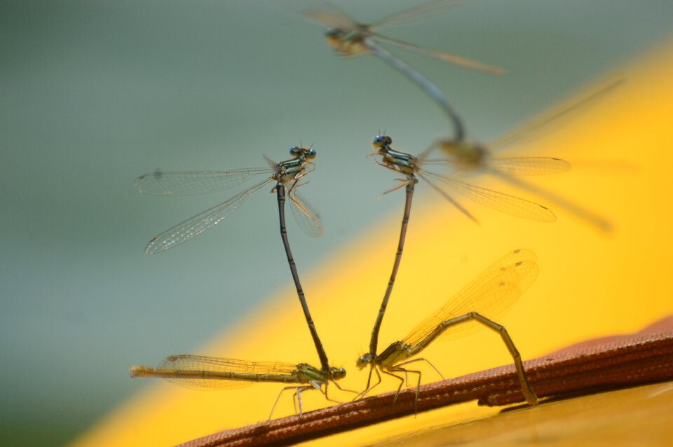 Insect love pairing