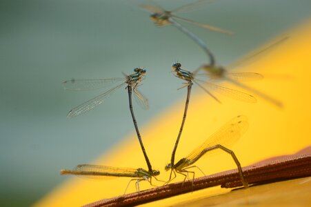 Insect love pairing photo