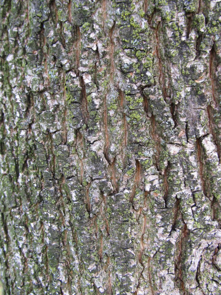 Wood natural brown