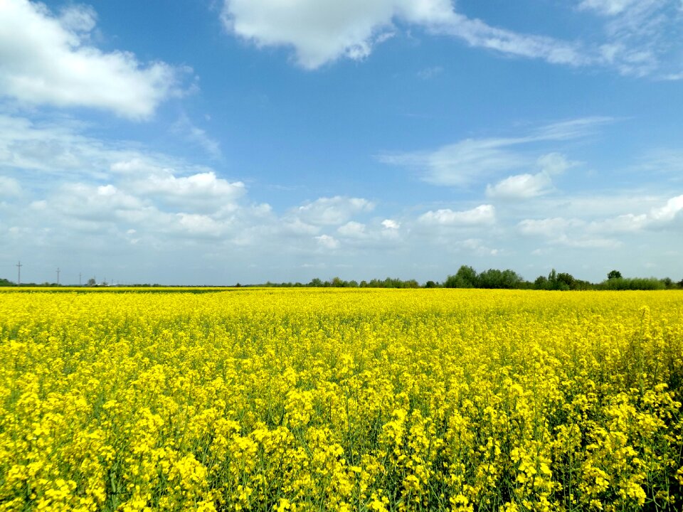 Flowers sky landscape