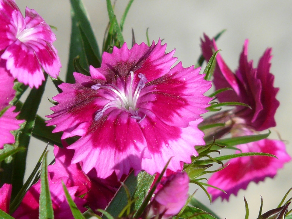 Bloom bush elke pink