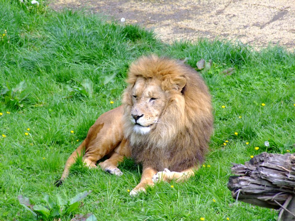 Animals zoo man